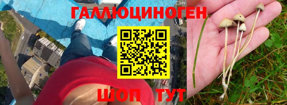 Галлюциногенные грибы Psilocybe Гай